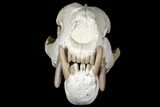 Fossil Hyaenodon Skull - South Dakota #131362-23